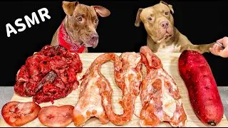 ASMR MUKBANG PITBULL EATING RAW FOODS