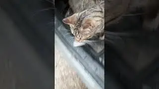 Серый где семечки...