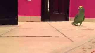 Коварный смех попугая \ Wicked laugh a parrot