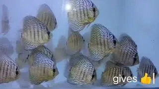 |BLUE TURQUAISE |DISCUS FISH |FISH AQUARIUM GUIDE | RAISING|