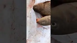 Новостной шортс