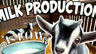 Hand milking goats, it DID NOT go well! New pasture/fence update.  First time hand milking this year