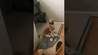 Cat Dancer mesmerized these 8 week old kittens