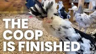 Making A Homestead | Chicken Coop | 3