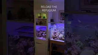 Reef Tank (KEEP UP ON YOUR REFUGIUM) #reeftank #nanoreeftank