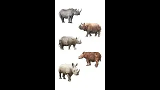 🦏 5 Types Of Rhinoceros Of The World | Types Of Rhinoceros | Rhino Species
