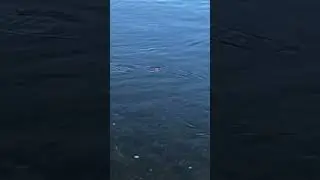 Soft Bead Fishing for Salmon: How to do it like a PRO!