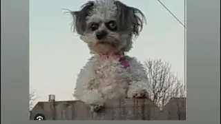 Haunted Hide And Seek With My Skinwalker Dog 