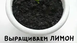❗ИНСТРУКЦИЯ❗Как вырастить лимон🍋 Как посадить лимон👍 