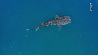 The amazing underwater world!