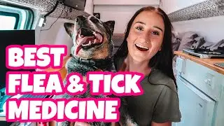 Kill Dog Fleas & Ticks FAST | BRAVECTO