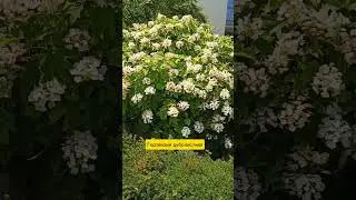 22.07.24г🌹Обворожительно!!!