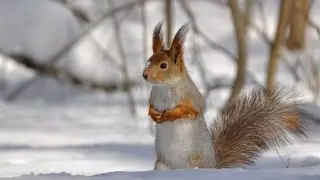 #Шоу Как.Как размыть задний фон у фотографии фотошопом cs6???