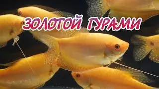 ЗОЛОТОЙ ГУРАМИ. СОДЕРЖАНИЕ И РАЗВЕДЕНИЕ.