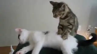 ПРИКОЛЫ С КОТАМИ СМЕШНЫЕ КОТЫ И КОШКИ - Смотреть видео