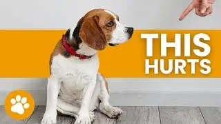 24 Ways You Are Hurting Your Dog Without Realizing