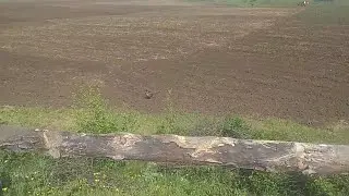 фазан или фазаниха