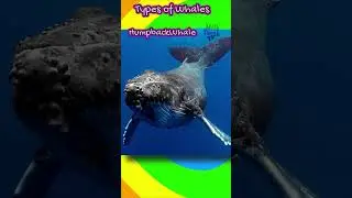 Types  of Whales | Baleen and Toothed Whales Names with Pictures