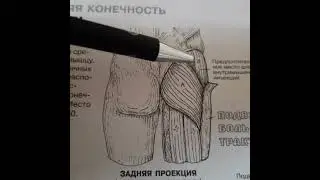 Боль в области тазобедренного сустава | Средняя ягодичная мышца | Самомассаж | Доктор Артем Пак