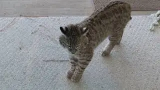 Little bobcat