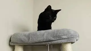 Amazon Cat Tree Review