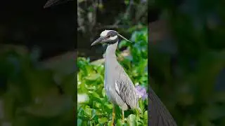 Yellow-Crowned Heron! One of the interesting birds in Florida