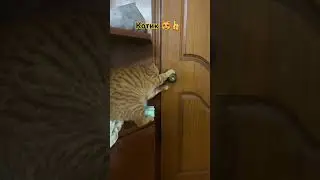 Кот Рыжик открывает дверь 👍😻😻#cat #pets #shorts