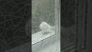 2-я потеряшка#shortvideo