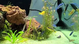 *The Beginning* 75 gallon Mixed Mbuna African Cichlid setup! (12/17/21)