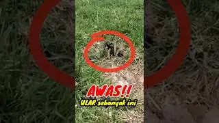 ADA ULAR SEBANYAK INI #shorts #viral #reaction