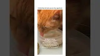 my cat will only drink if he watches you wash and refill the bowl for him right before