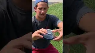 Catching A Killer Wasp
