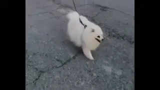 🐕 köpek 🌹