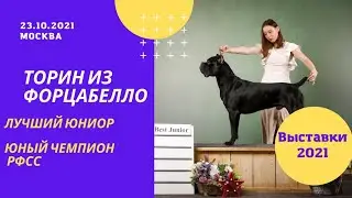 Кане корсо Торин из Форцабелло - Лучший Юниор и Юный Чемпион РФСС