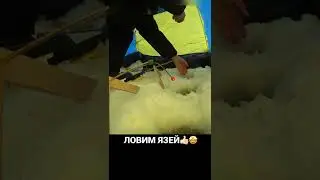 ЛОВИМ ЯЗЕЙ 👍🏻🤩 #рыбалка #река #поклевка #тайга #зима #подсечка #лунка #лунка #язь #здоровенныйязь