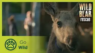 Chasing Cubs | Wild Bear Rescue S02E09 | Go Wild