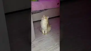 Why do all cats do this?? 