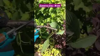 Кращий секатор за розумні гроші! #gardena #garden #gardening #youtube #shortsvideo #tools #сад