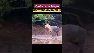 #animal #animals #nature #shortsvideo #wildlife #шортс #шортс2023