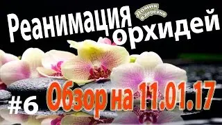 #6 Реанимация орхидей. Обзор на 11.01.17