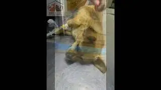 Пятикилограммовая метис пекинеса живет в будке и там же рожает щенков...