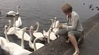 ручные лебеди