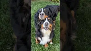 My Bernese Mountain Dog Talks About His Sister | “This My House, Entry Please” Audio From Borat😂
