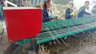Обрезчик чеснока в работе tehchesnok.ru