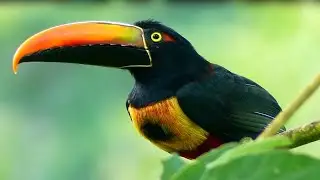 Белый шум для сна | 7 ЧАСОВ асмр | пение птиц