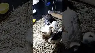 Растут цыпы, январь! 
