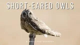 Short eared Owl:  5 Intriguing Facts 🦉
