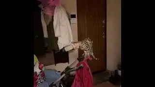 Кот Марсик, не слушается когда ему говорят.