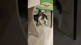 Лиска Упаковалась. Мася против #shorts