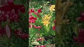 Славянка. Цветочный рай.